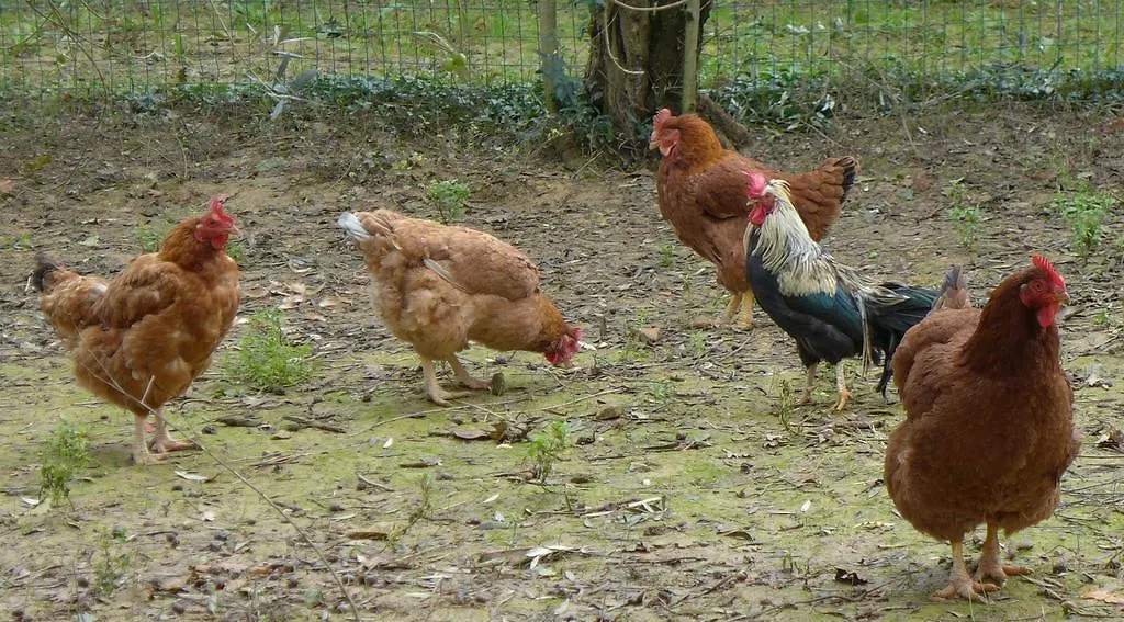 Κατάλυμα σε φάρμα Agriturismo Colombino Σιένα Ιταλία
