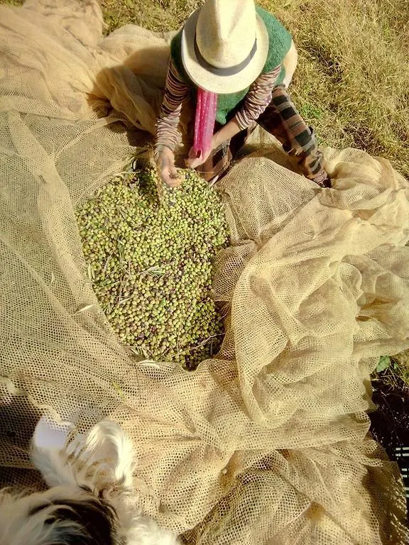 Κατάλυμα σε φάρμα Agriturismo Colombino Σιένα Ιταλία